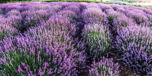 Lavandula Florida Colorida Campo Lavanda Luz Amanhecer Uma Névoa Manhã — Fotografia de Stock