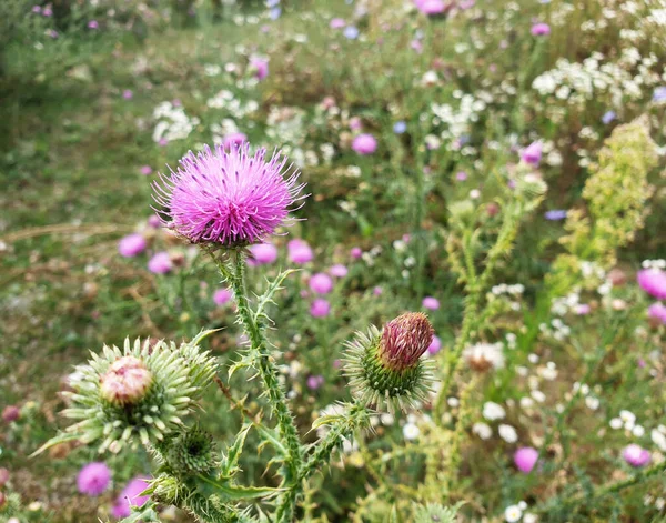 Bloeiende Bloemenkoppen Van Melkdistel Natuur Achtergrond — Stockfoto