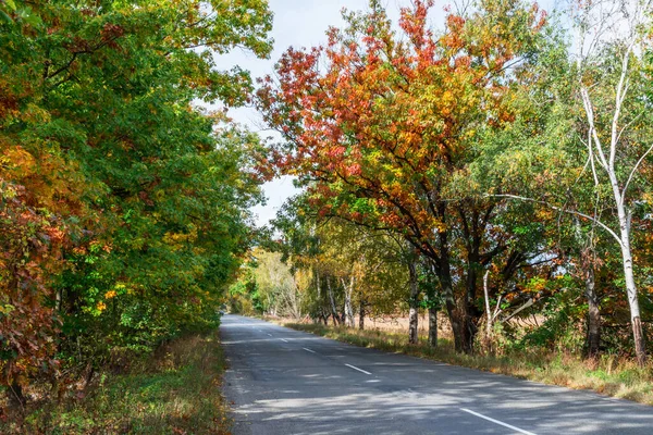 Дорога Проходит Сводом Осенних Ветвей Деревьев Естественный Осенний Фон — стоковое фото