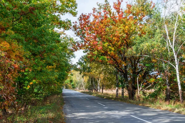 这条路穿过秋天树枝的拱门下面 自然秋季背景 — 图库照片