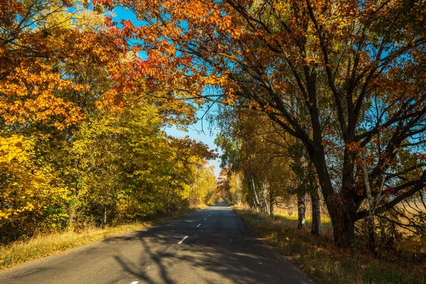 Bela Paisagem Outono Com Amarelo Laranjeiras Estrada Raios Sol Pôr — Fotografia de Stock