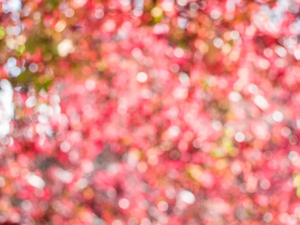 Verwischte Rote Blätter Hintergrund Natur — Stockfoto
