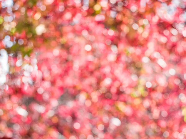 Foglie Rosse Sfocate Sfondo Della Natura — Foto Stock