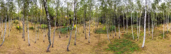 白桦林全景 斑点的桦树生长在秋天的森林里 — 图库照片