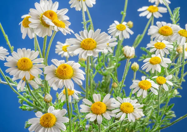 Blommande Blomma Huvuden Kamomill Närbild Blå Himmel Bakgrund — Stockfoto