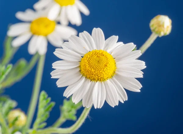 Blommande Blomma Huvuden Kamomill Närbild Blå Bakgrund — Stockfoto