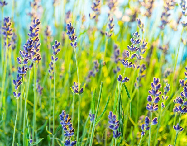 Pole Mladých Levandulově Kvetoucích Rostlin Modrá Obloha Pozadí — Stock fotografie