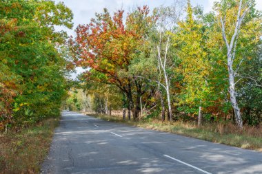 Sonbahar ağacı dallarının kemerinin altından geçen yol. Doğal sonbahar arkaplanı.