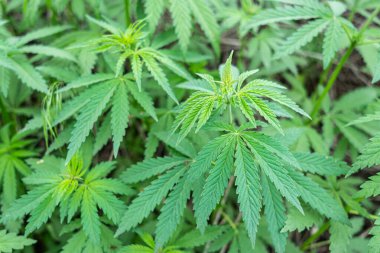 Kenevir bitkisinin taze yaprakları. Üst Manzara. Doğa arkaplanı.