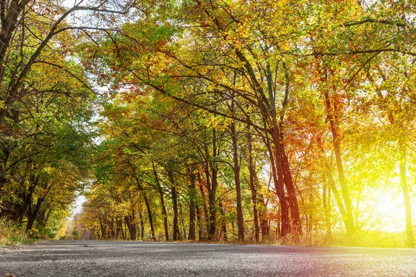 道路の秋の木の枝のアーチの下を通過する 秋の大自然 — ストック写真