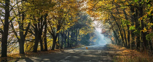 Bela Paisagem Outono Com Amarelo Laranjeiras Estrada Raios Sol Pôr — Fotografia de Stock