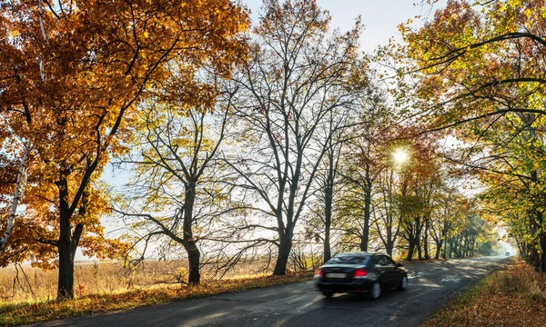 Krásná Podzimní Krajina Žlutými Pomerančovníky Silnicí Slunečními Paprsky Zapadajícího Slunce — Stock fotografie