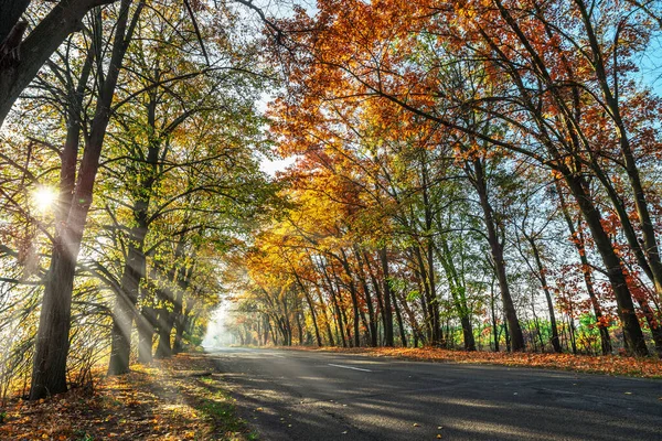 Prachtig Herfstlandschap Met Gele Sinaasappelbomen Weg Zonnestralen Van Ondergaande Zon — Stockfoto