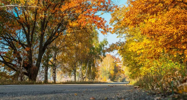 Осенний Пейзаж Желто Оранжевыми Деревьями Дорогой Солнечными Дождями Заходящего Солнца — стоковое фото