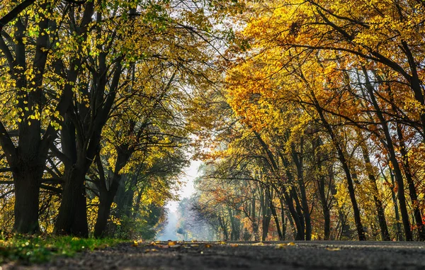Прекрасний Осінній Пейзаж Жовтими Оранжевими Деревами Дорогою Сонячними Променями Заходу — стокове фото