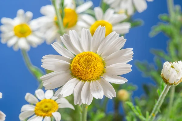 Floração Cabeças Flores Camomila Close Fundo Céu Azul — Fotografia de Stock