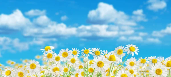 Campo Flores Florescendo Cabeças Camomila Close Fundo Céu Azul — Fotografia de Stock