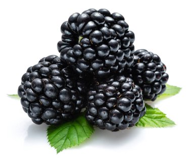 Böğürtlen yapraklı böğürtlen beyaz arka planda.