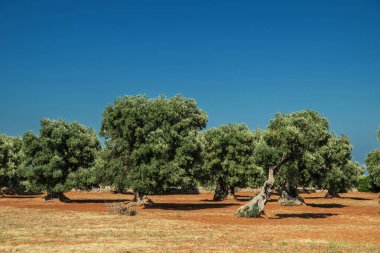 Güzel Akdeniz manzarası. Kırmızı toprak ve zeytin ağaçları.