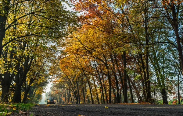 Krásná Podzimní Krajina Žlutými Pomerančovníky Silnicí Slunečními Paprsky Zapadajícího Slunce — Stock fotografie