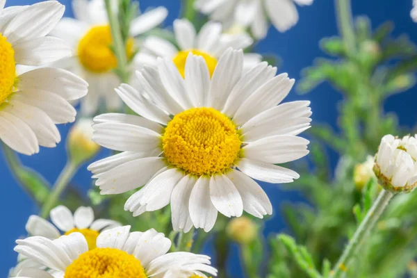 Virágzó Virágfejek Kamilla Közelkép Kék Háttér — Stock Fotó
