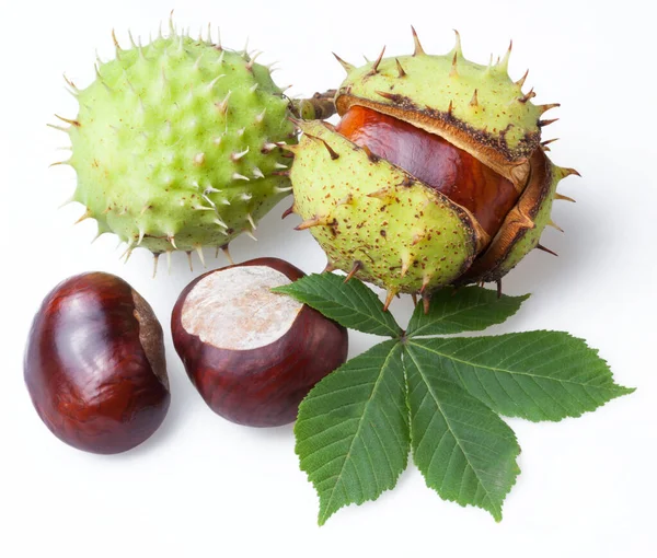 Group Horse Chestnut Fruits Chestnut Spiky Capsules Isolated White Background — Stock Photo, Image