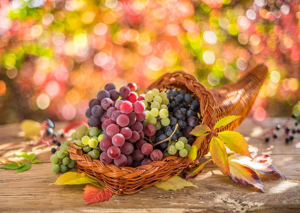 Herfst Stilleven Met Rijpe Verschillende Druivensoorten Achter Mooie Herfstbokeh — Stockfoto