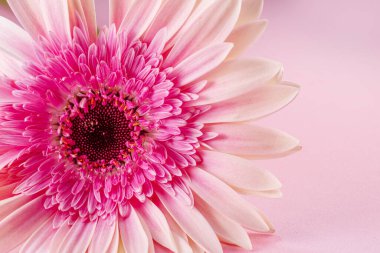 Pembe arka planda parlak pembe merkezi olan açık pembe gerbera çiçeği..