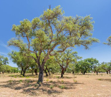 Mantar meşe çiftliği. En yakın yıllarda soymak için uygun yenilenebilir ağaç kabukları olan meşe gövdeleri..