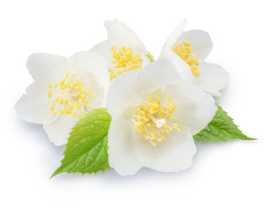 Yeşil yapraklı yasemin çiçekleri beyaz arka planda. Dosya kırpma yolları içeriyor.