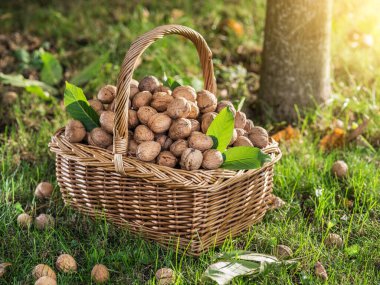 Yeşil kabuklu ceviz ve ceviz ve ağaç altındaki ahşap masada yeşil yapraklar..