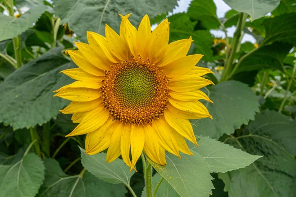 Parlak sarı çiçek yapraklarıyla kaplı ayçiçeği başı diski. Arka planda yeşil bitkiler var.