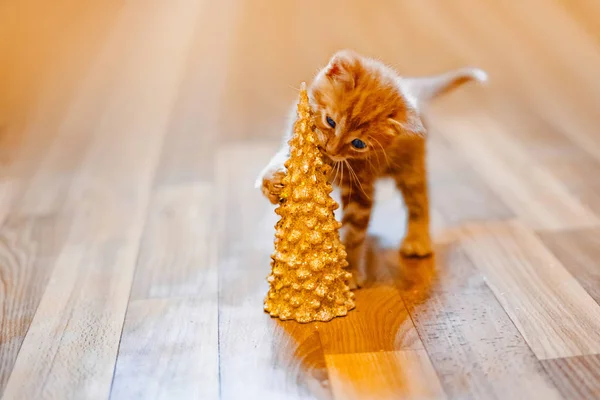 red kitten bites the golden Christmas tree, plays with her, Happy Christmas 2020