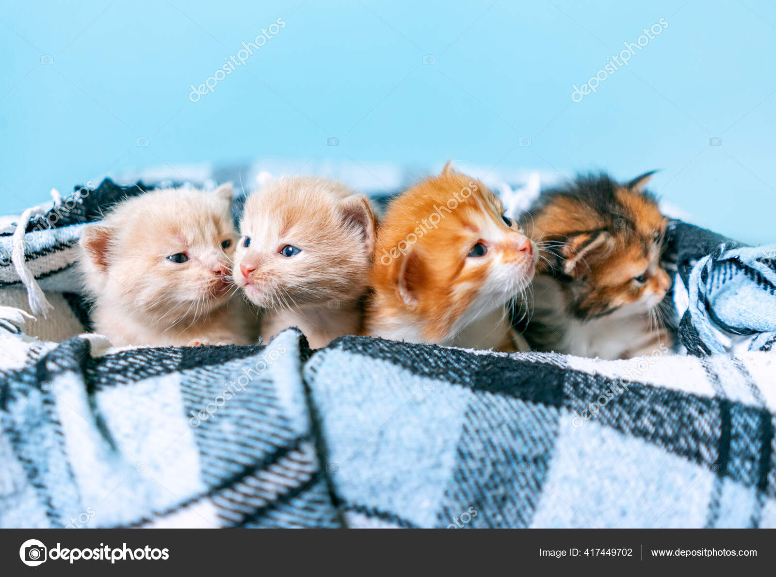 Nouveau Deux Petits Chatons Ecossais Plies Couverture Blanche Petite Droite Image Libre De Droit Par K A T E R I N 4 C Nouveau Deux Petits Chatons Ecossais Plies Couverture Blanche Petite Droite Image Libre De Droit Par K A T E R I N 4 C