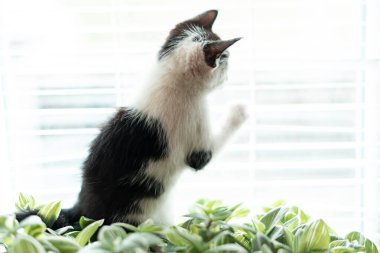 siyah beyaz küçük kedi yavrusu