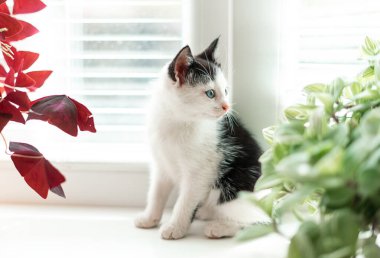 siyah beyaz küçük kedi yavrusu