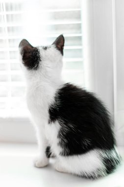 siyah beyaz küçük kedi yavrusu