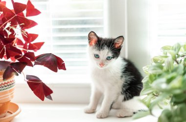 siyah beyaz küçük kedi yavrusu