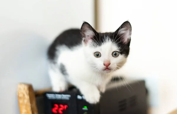 Kucing Kecil Hitam Dan Putih — Stok Foto