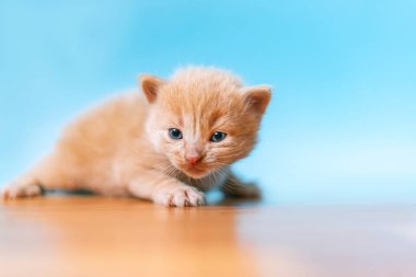 Kızıl ve beyaz kedi mavi arka planda oturuyorlar.