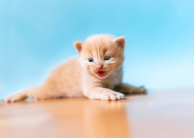 Kızıl ve beyaz kedi mavi arka planda oturuyorlar.