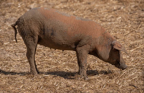 Cerdo Lleno Barro Barro Comiendo Paja — Foto de Stock