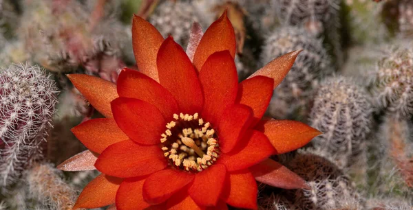 Красный Цветок Кактус Сверху — стоковое фото