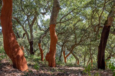 Tarımsal ormanda mantar ağacı