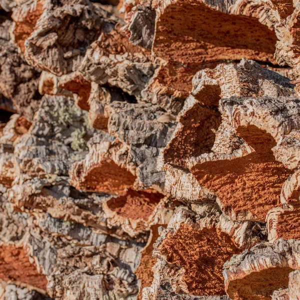 Mantar Ağacı Kabuğu Topluyor Dışarı Yığılmış — Stok fotoğraf