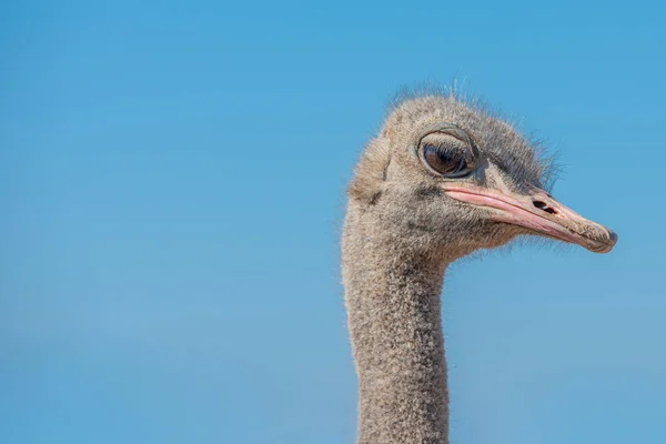 Ostrich Portrait Looking Camera Copy Space — Stock Photo, Image