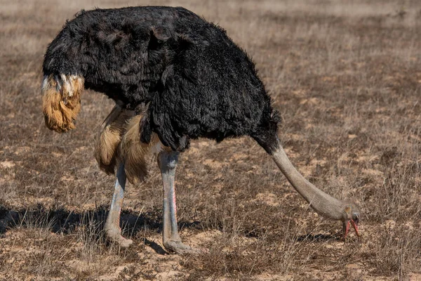 Devekuşu Tarlada Yemek Yiyor Yakından — Stok fotoğraf