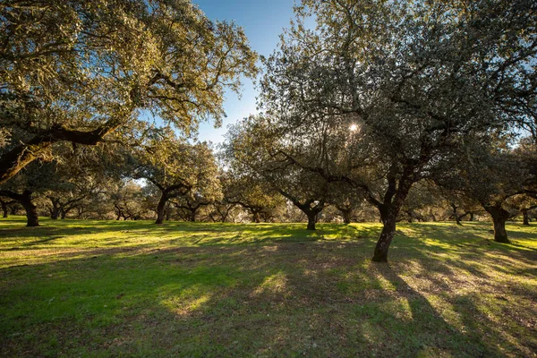 Carvalhos Holm Pôr Sol Prado — Fotografia de Stock