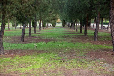 Doğadaki ağaçlar arasında perspektifli yol veya rota