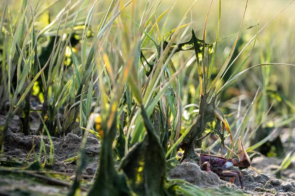Jenis Kepiting Uca Tangeri Atau Barrilete Habitatnya — Stok Foto